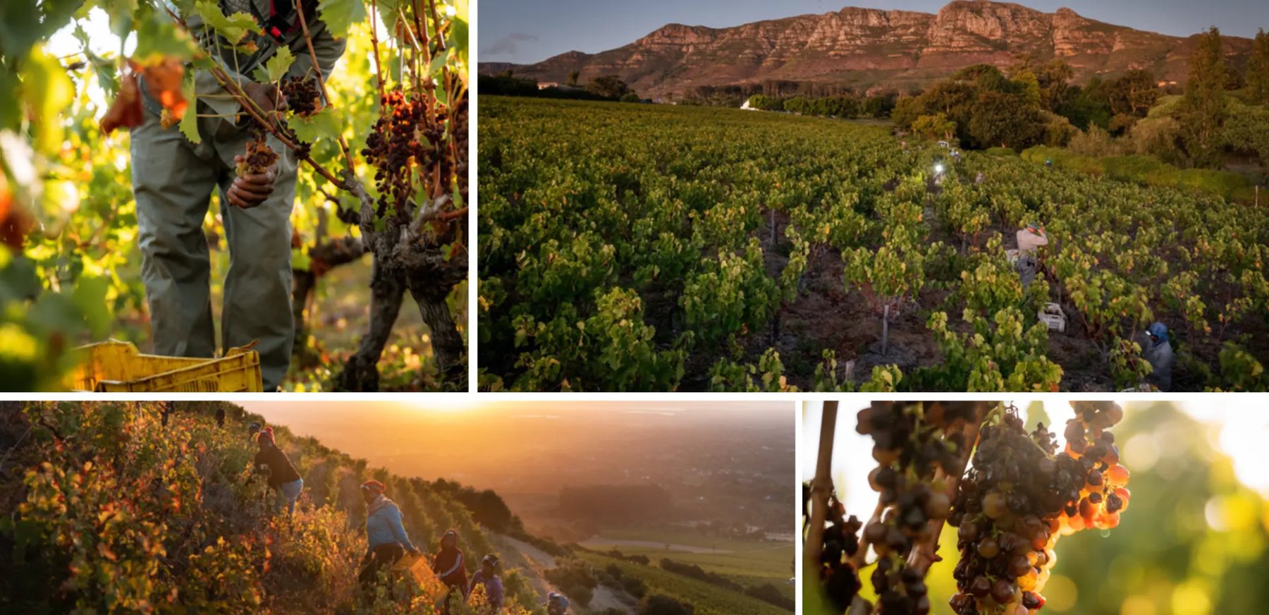 Vendanges manuelles et raisins de Muscat passerillés dans les vignes de Klein Constantia
